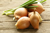 fresh onions green and shallot on a wooden background