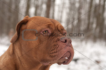 Dog portrait in the snow