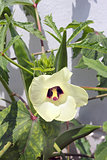 Okra Flower and Seed Pods