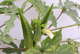 Okra Plant with Seed Pods