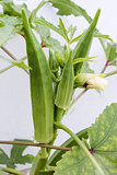 Okra Plant with Seed Pods Vertical