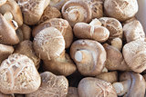 Fresh Shiitake Mushrooms Closeup
