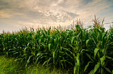 Corn farm