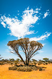 bush tree Australia