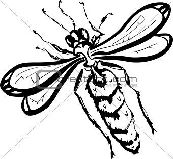 Wasp (black and white)