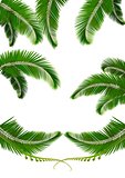 Set of backgrounds with palm leaves. Vector illustration