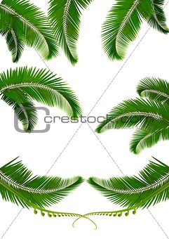 Set of backgrounds with palm leaves. Vector illustration