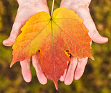 Hands holding a leaf