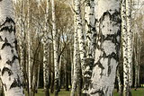 Birch tree forest, natural background, birchwood