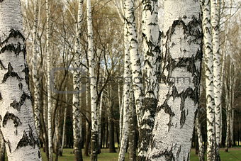 Birch tree forest, natural background, birchwood