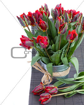 spring parrot tulip flowers