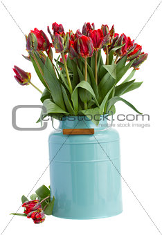 spring tulip flowers in blue