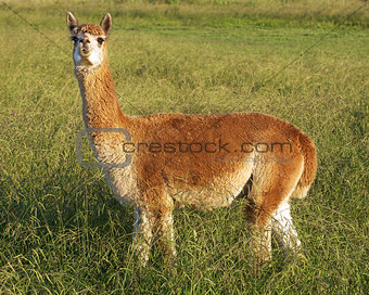alpaca in the field