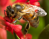 bee on grevillia plant