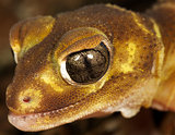 brown gecko