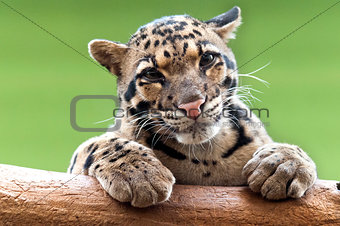 A Clouded leopard