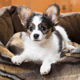 Papillon Puppy in bed