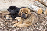Two Tibetan Mastiff puppies 