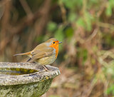 Robin on Bird Bath