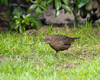 Blackbird Looking for Worms