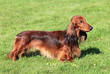 Dachshund Standard Long-haired Red dog 