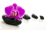 Black pebbles and orchid flower with water drops