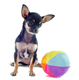 puppy chihuahua and ball