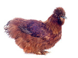 young Silkie