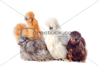 young Silkies