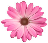 Pink flower - vector