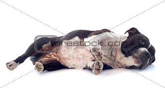 staffordshire bull terrier laid down