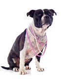 staffordshire bull terrier and pearl collar