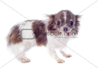 puppy chihuahua