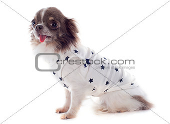 puppy chihuahua with tshirt