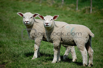 Twin lambs standing side by side in a field