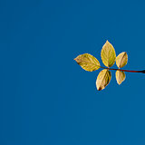 Five yellow leaves against a plain blue sky