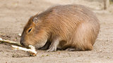 Capybara (Hydrochoerus hydrochaeris) sitting in the sand