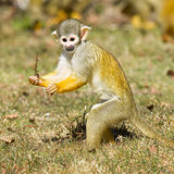 Squirrel Monkey (Saimiri boliviensis)