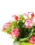 pink roses  on a white background