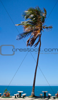 Palm tree in Puerto Rico