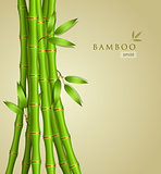 Background with green bamboo