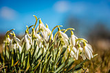 Closeup of snowdrops on a sunny day