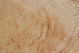 slice of wood timber