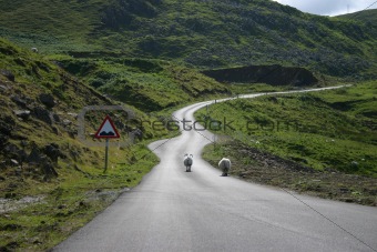 Sheeps on the road in Scotland