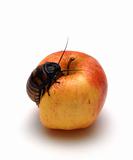 Cockroach on Apple