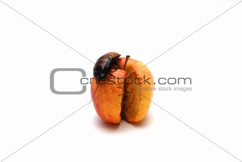 Cockroach on Apple