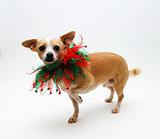 Christmas Chihuahua