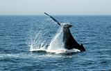 Humpack Whale