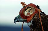 Hooded Redtail Hawk