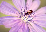 Syrphid Fly (Toxomerus)